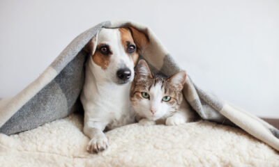 O inverno pode provocar problemas de saúde nos pets