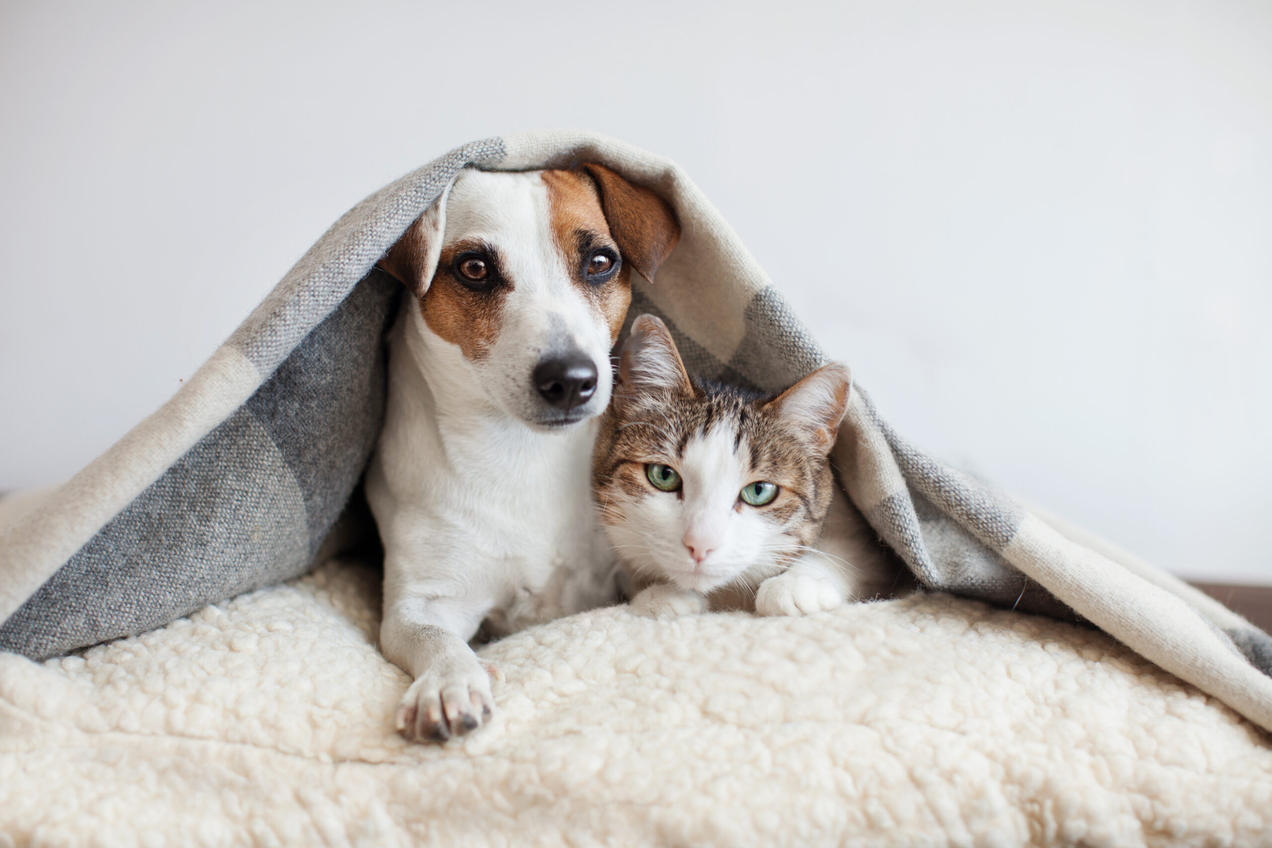 O inverno pode provocar problemas de saúde nos pets