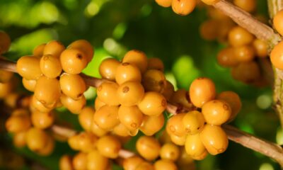 Região do Cerrado Mineiro leva cafés da nova safra e experiências sensoriais à World of Coffee Brussels 2026