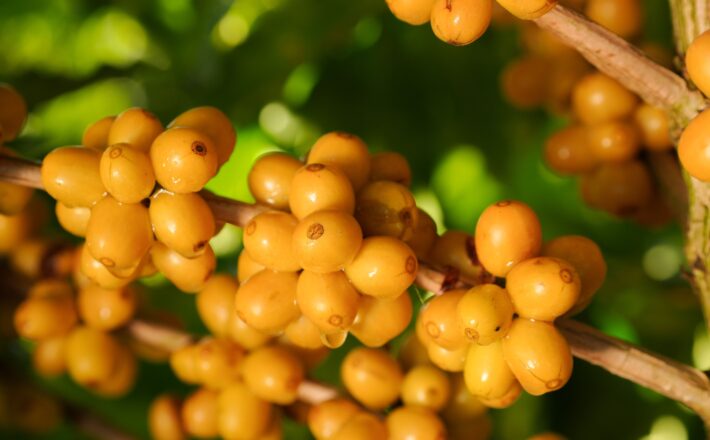 Região do Cerrado Mineiro leva cafés da nova safra e experiências sensoriais à World of Coffee Brussels 2026