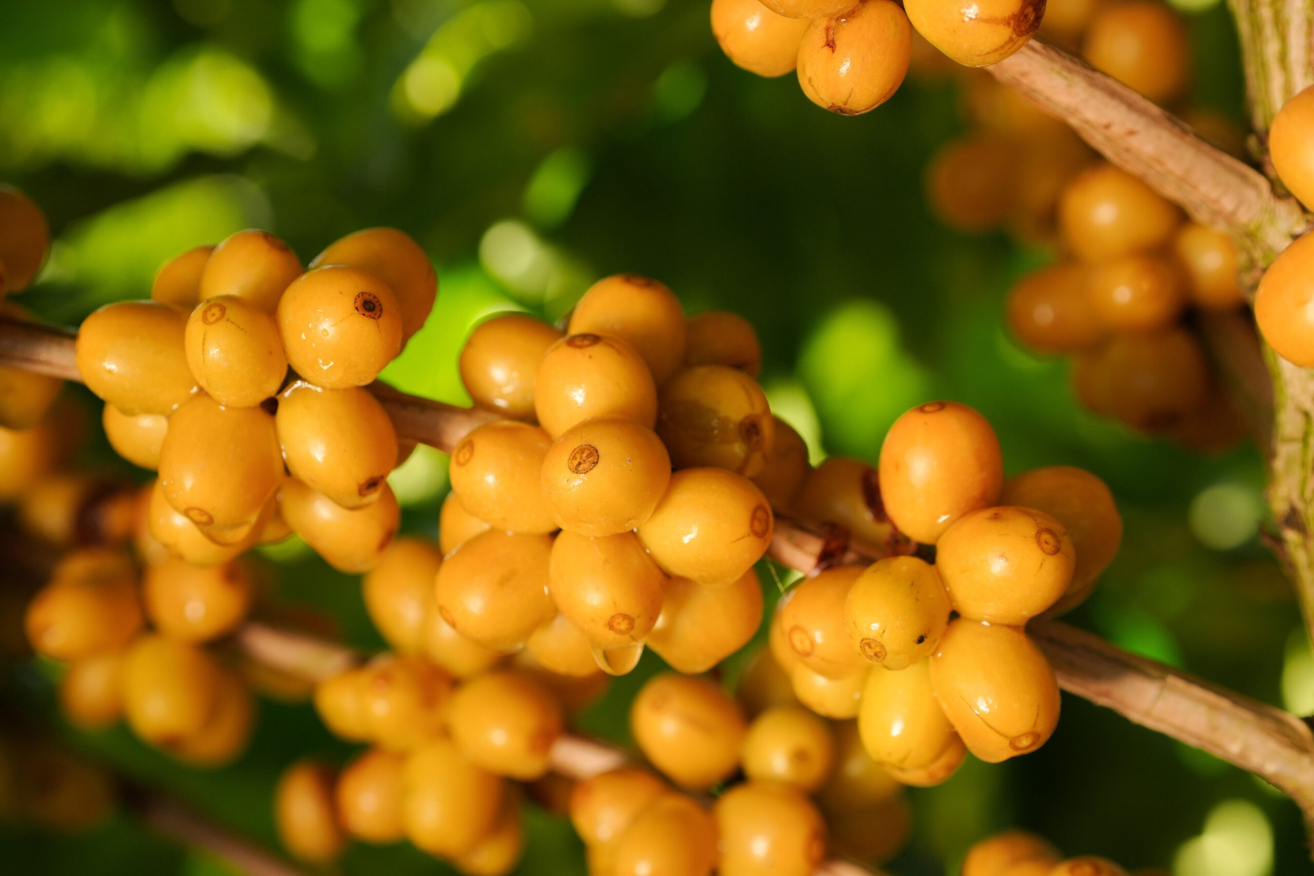 Região do Cerrado Mineiro leva cafés da nova safra e experiências sensoriais à World of Coffee Brussels 2026