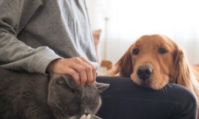 Pets da pandemia chegam à meia-idade
