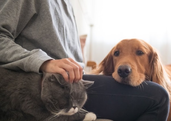 Pets da pandemia chegam à meia-idade