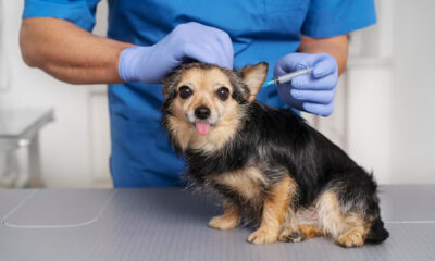 Julho Dourado: vacinação de pets cresce no Brasil e reforça combate a zoonoses fatais 