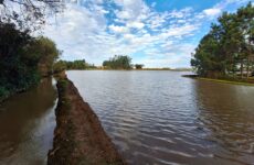 Safra 26/27 de arroz tem expectativa positiva, mas questões climáticas podem afetar produtividade em SC