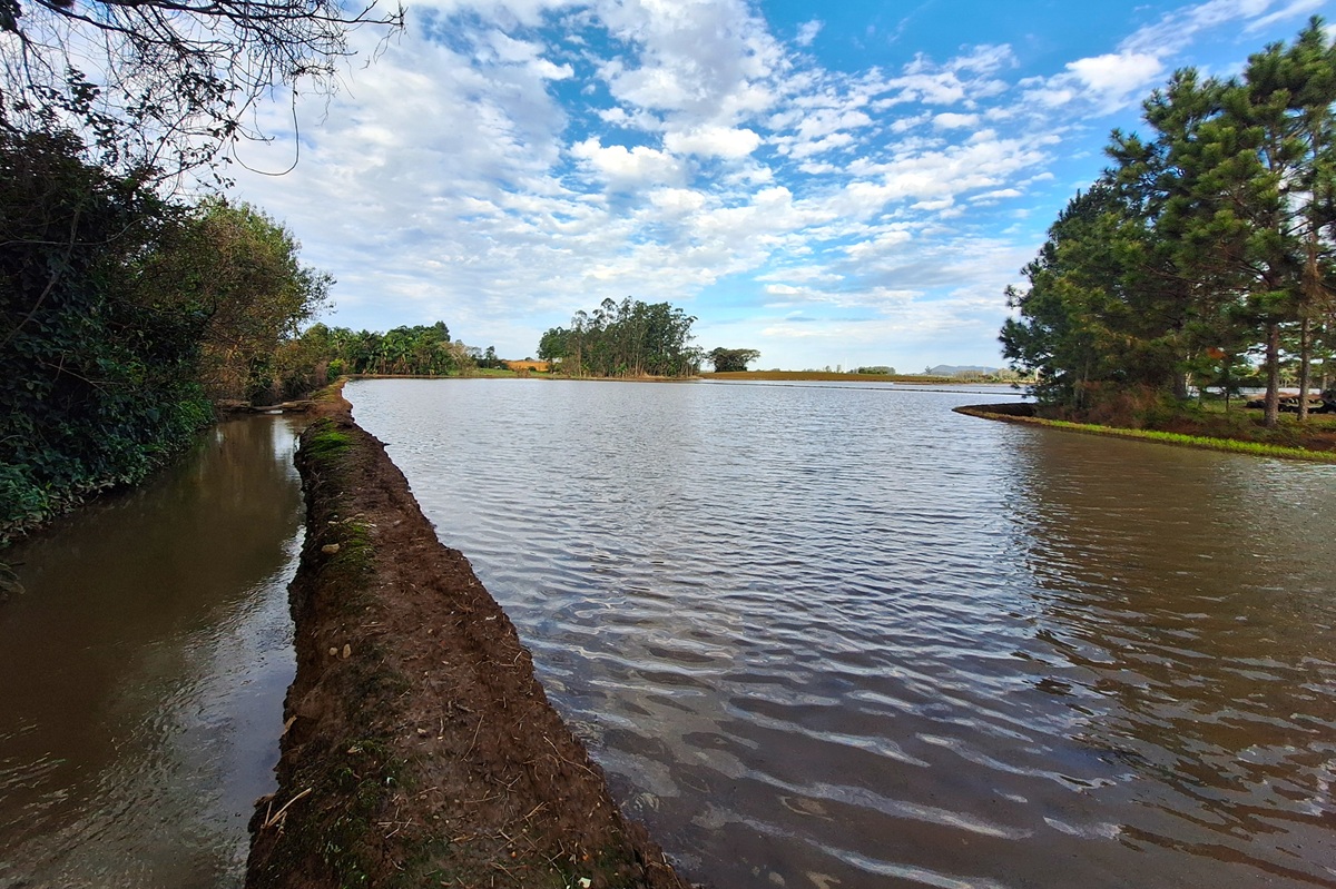 Safra 26/27 de arroz tem expectativa positiva, mas questões climáticas podem afetar produtividade em SC
