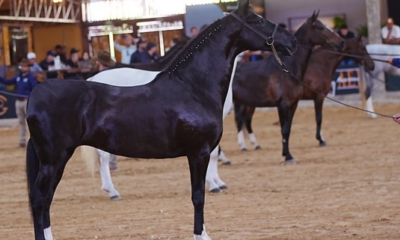 24ª Exposição Brasileira do Cavalo Mangalarga  recebe criadores e admiradores da raça em Varginha (MG) 