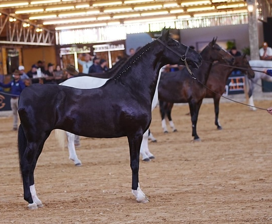 24ª Exposição Brasileira do Cavalo Mangalarga  recebe criadores e admiradores da raça em Varginha (MG) 