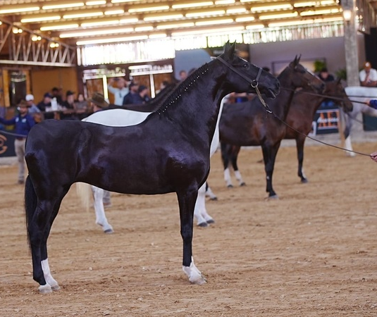 24ª Exposição Brasileira do Cavalo Mangalarga  recebe criadores e admiradores da raça em Varginha (MG) 