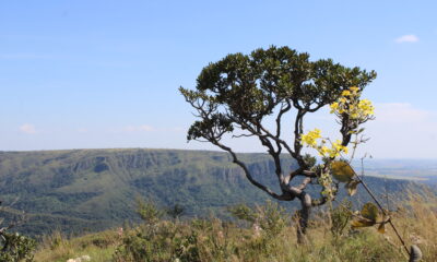 CBMM contribui para a conservação da flora nativa do Cerrado
