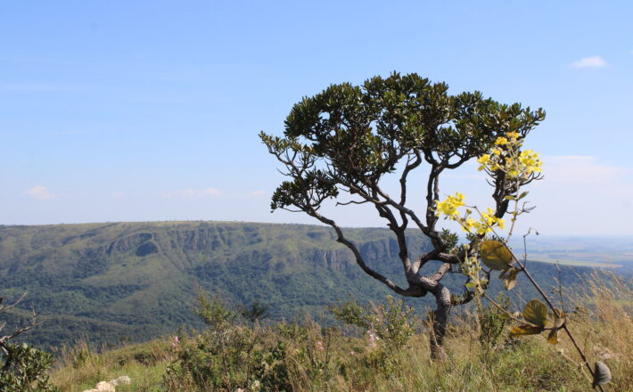 CBMM contribui para a conservação da flora nativa do Cerrado